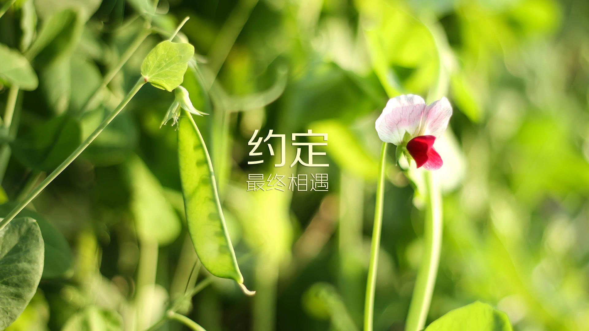 中国篮球青训体系教练员培训机制研究，中国篮协篮球教练员培训班