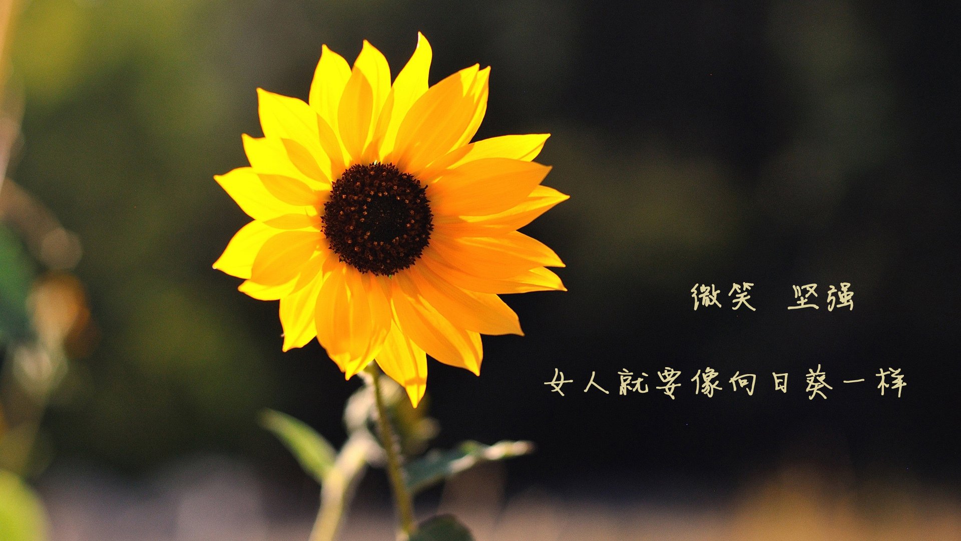 欧洲杯战术创新：变阵与奇兵，精彩纷呈，欧洲杯战术笔记